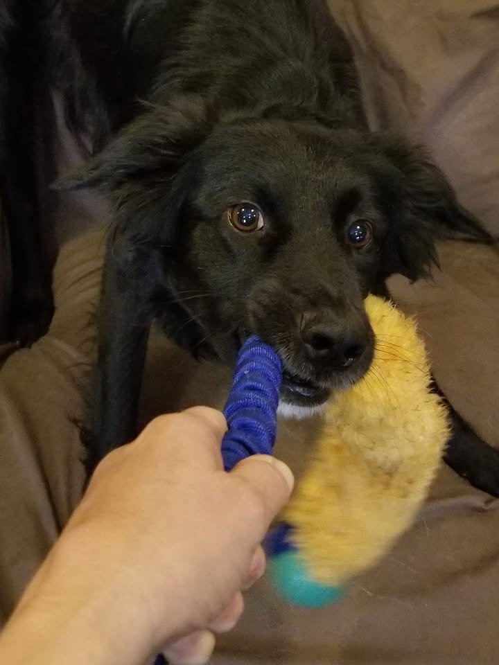 Toy Transitions!