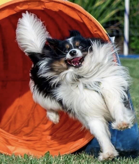 Your Adolescent Athlete: Understanding The Teenage Sport Dog