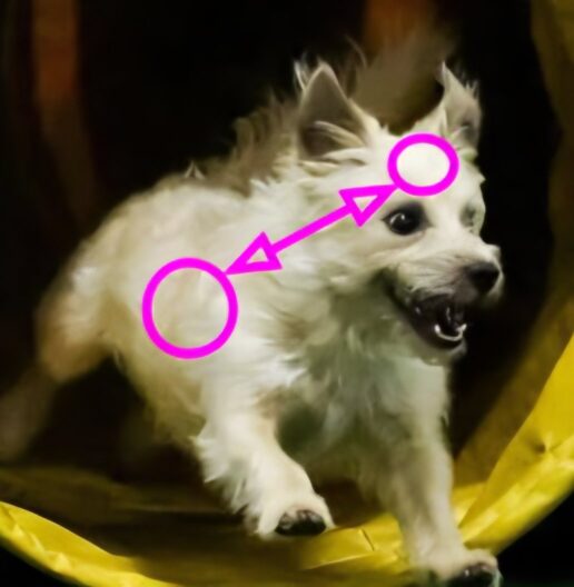 The Gut–Brain Axis and Your Sport Dog